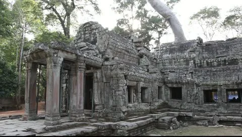 Ta Prohm_LDA N 00707 Stock Footage 10727344