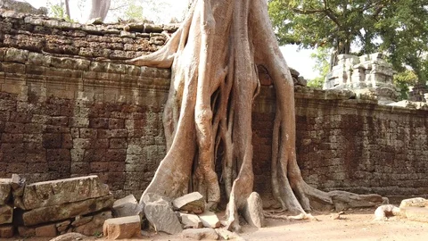Ta Prom temple is one of the most famous temples of Angkor Stock Footage 106706257