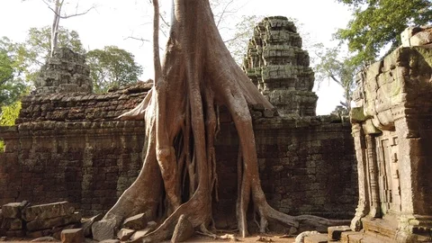 Ta Prom temple is one of the most famous temples of Angkor Stock Footage 106706293