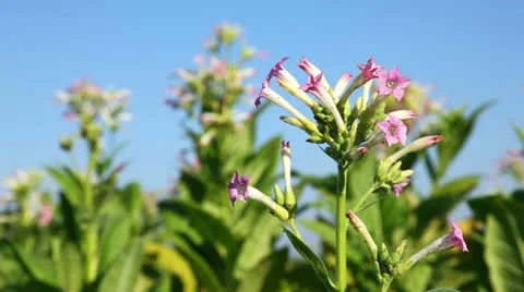 Tabacco flowers Stock Footage 24672435