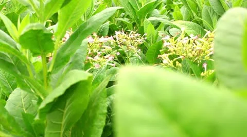 Tabacco leaves Stock Footage 24671680