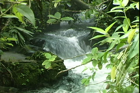 Tabacon Hot Stream-cu Vídeo Stock 820622