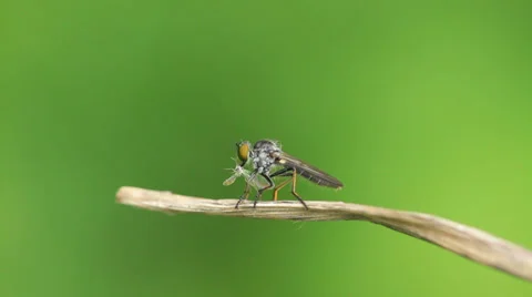 Tabanidae insect prey on aphids on green leaf Stock Footage 27388618