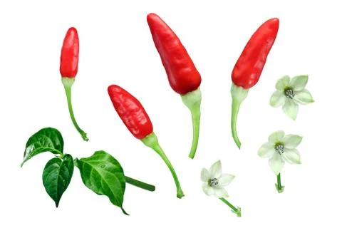 Tabasco chile peppers exploded, paths Foto stock