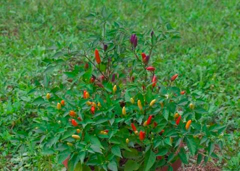 Tabasco Chilli Bush Stock Photos