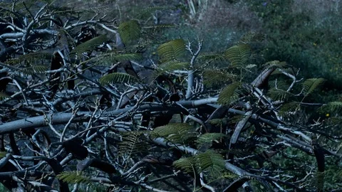 Tabayesco Tree Видео 102198191