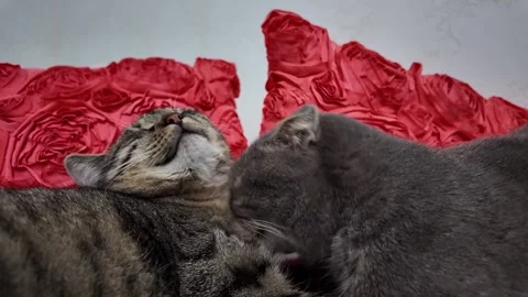 Tabby and grey cats grooming each other beside red rosette pillows Stockbeeldmateriaal 348170953