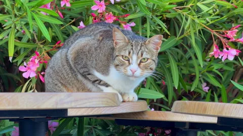 Tabby and white cat crouching on wooden tables near blooming pink oleander .. Video stock 347181636