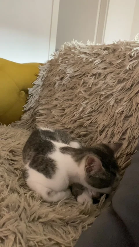 Tabby and white cat curling up for nap on beige blanket close-up Stock Footage 339480031