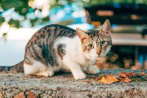 Tabby and white cat eats dry food on a stone ledge bathed in warm natural l.. Stock Photos