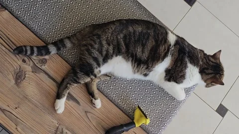 Tabby and white cat lying on a wooden surface next to a yellow grooming brush Stock Footage 300298794