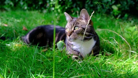 Tabby and White Cat Lying on Green Grass in Sunny Garden Video stock 325081290