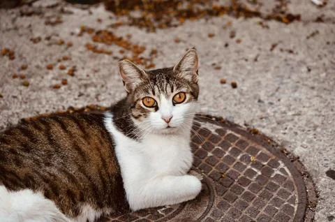 Tabby and white cat lying on a manhole cover outdoors Stock Photos