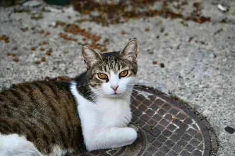 Tabby and white cat lying on a manhole cover outdoors Stock Photos