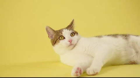 Tabby and white cat resting on yellow background Stock-Footage 335269058