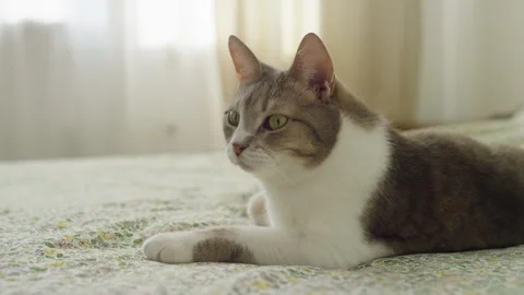 Tabby and White Cat Resting on Floral Bed in Morning Sun Stock Footage 344433447
