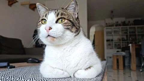 Tabby and white cat sitting with paws tucked under on a textured surface Stock Footage 300298807