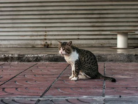Tabby and White Cat Sitting on Patterned Tile Alley, Stray Street Cat Stock Photos