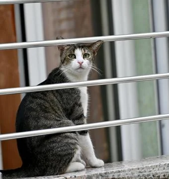 Tabby and white cat sitting on balcony behind metal railing looking up Stock Photos