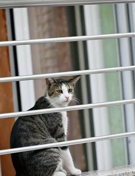 Tabby and white cat sitting on balcony behind metal railing looking up Stock Photos