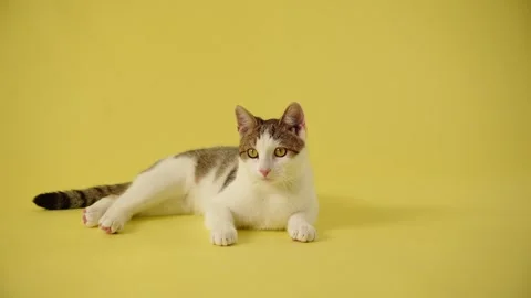 Tabby and white cat sleeping on yellow background Stock-Footage 335269043