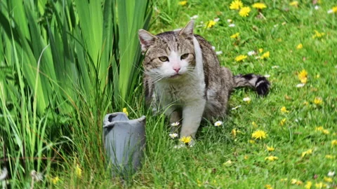 A tabby and white cat walks across a green lawn dotted with dandelions and Stock-Footage 342282326