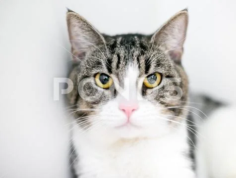 A tabby and white domestic shorthair cat with a grumpy expression on its face Stock Photos