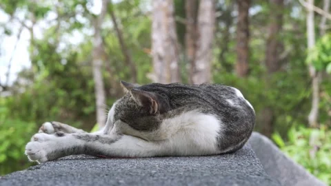 Tabby and White Stray Cat Grooming Paw and Resting on Concrete Ledge Stock Footage 346550023