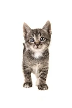Tabby baby cat looking up Stock Photos