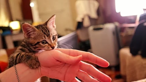 Tabby baby kitten playfully attacking the hand. Slow motion video 스톡 동영상 333707578