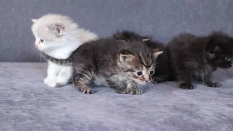 Tabby black and white kittens at home on couch Stock Footage 155551271