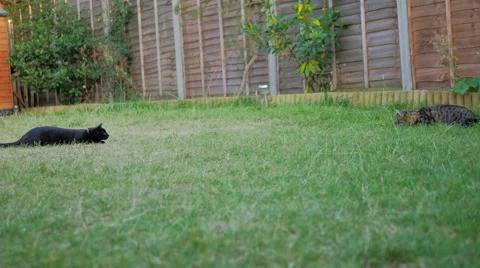 Tabby &amp; Black Cat Play fighting in Garden 스톡 동영상 40732717