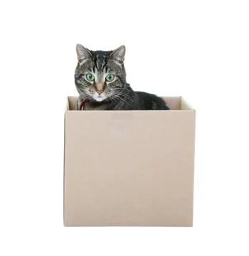 Tabby in a box Stock Photos