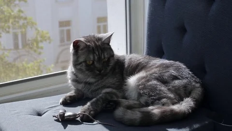 Tabby british cat play with mouse toy on a window sill Stock Footage 79590230