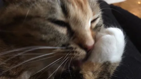Tabby brown cat cleaning itself on couch indoors Stock Footage 236992032