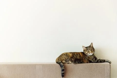 A tabby brown cat sits on the back of a sofa in the lower corner of the frame Stock Photos