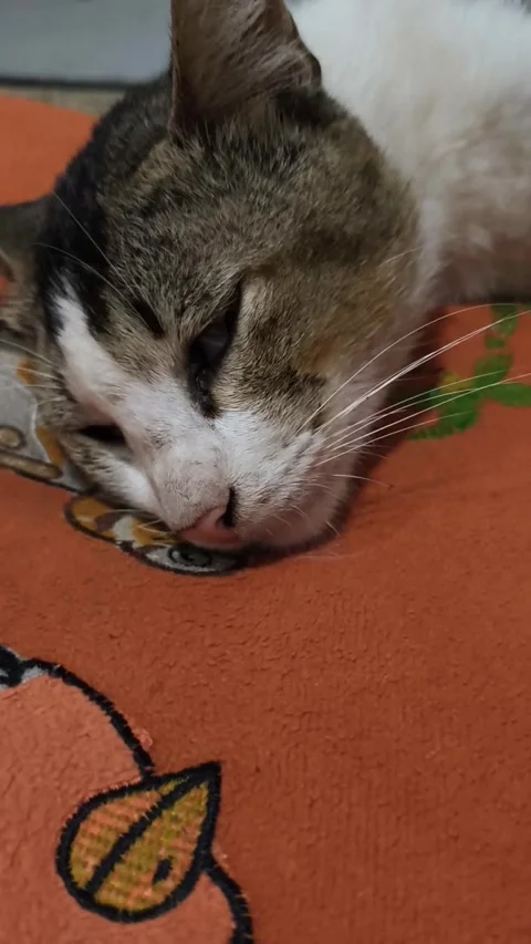 Tabby Calico Cat Sleeping Soundly With Eyes Slightly Open Vertically Stock Footage 345375011