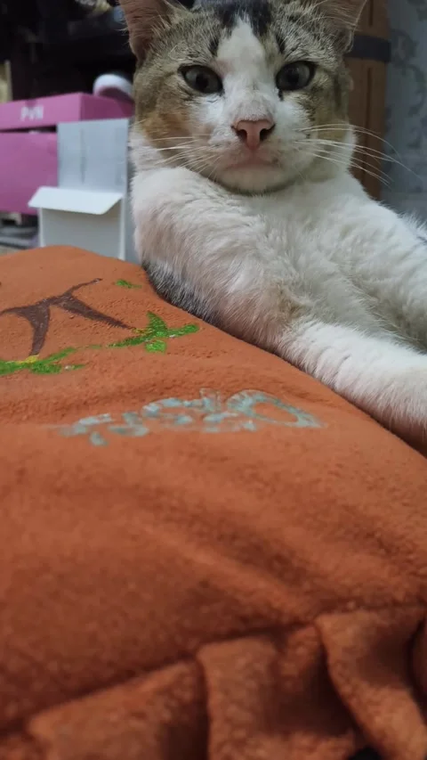 Tabby Calico Cat Staring Without Blinking Vertically On Orange Pillow Stock Footage 345375010