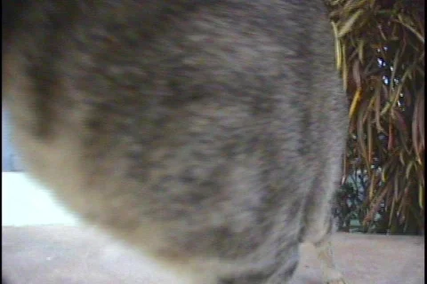 Tabby Cat 01 Stock-Footage 313991