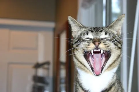 Tabby Cat 1 Stock Photos