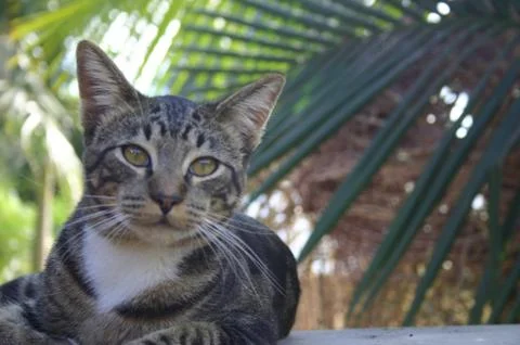 Tabby Cat 2 Stock Photos