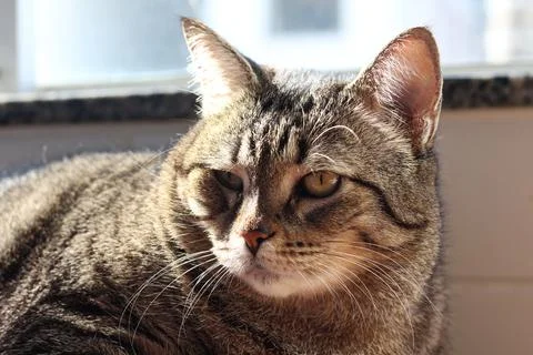 Tabby Cat 2 Stock Photos