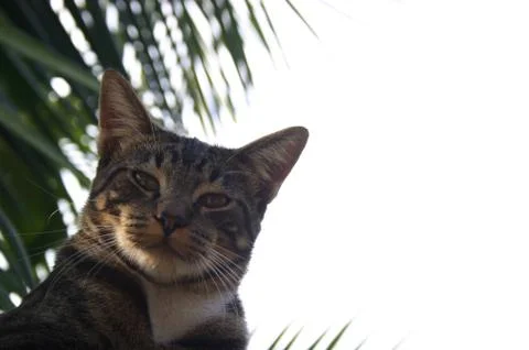 Tabby Cat 3 Stock Photos