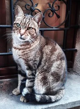 Tabby cat against the background of window bars Stock Photos