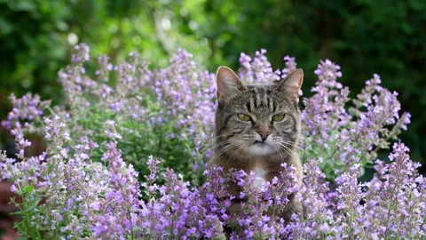 Tabby Cat and flowering Catnip Plants Stockbeeldmateriaal 336852009