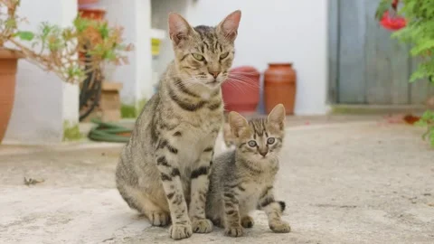 A tabby cat and her kitten sit together on a sunlit stone courtyard in the town Stock Footage 346689185