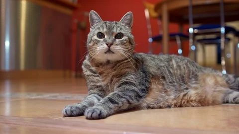 Tabby cat in the apartment looking into camera Stock Footage 108279954