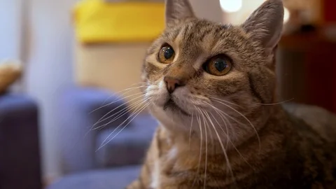 Tabby cat in the apartment looking into camera Stock-Footage 108280551