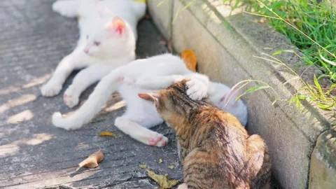 Tabby cat approaches white kitten playing Stock Footage 348257545