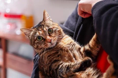Tabby cat in arms Stock Photos